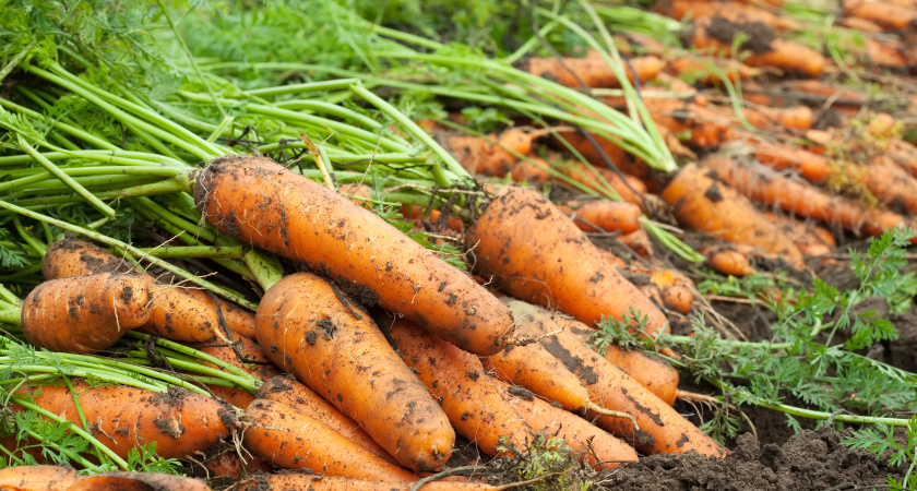 Первое правило хранения моркови - способ советских агрономов. Как обрезать, сушить и когда в погреб спускать: ни одна морковка не пропадет