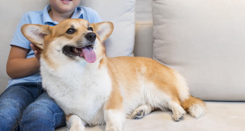 Идеальные соседи по квартире: 5 лучших пород собак - не воют и не лают в одиночестве