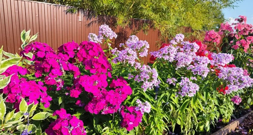 Флоксам в октябре – обязательно: 5 важных процедур для обильного и пышного цветения в следующем сезоне