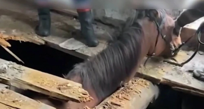 В Иркутске спасатели вызволили лошадь из подвала ветхого здания