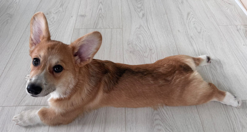 Не грызут мебель и не воняют псиной: 3 самые аккуратные породы собак - идеальны для квартиры