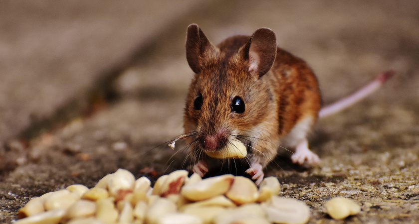 Мышей как ветром сдуло: старый сторож поделился немецким лайфхаком, который раз и навсегда прогонит надоедливых грызунов