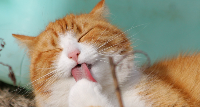 Не линяют, не пахнут и обожают хозяев: 5 пород кошек, известных своей чистоплотностью - дома стерильно как в аптеке