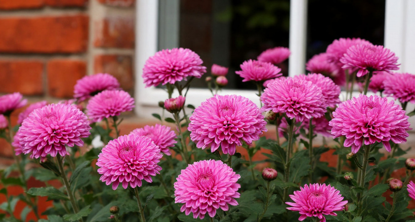 Хризантемы к зиме готовы: 10 граммов в лейку и поливаю до 15 октября — защита от мороза и пышное цветение через год