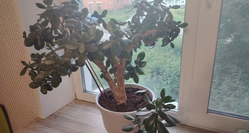 Секретный ингредиент для денежного дерева: сразу выпускает 12 листьев - всего 3 щепотки