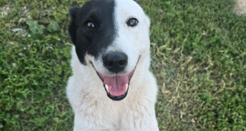 Любят своих хозяев до умопомрачения: 4 породы собак, которые будут с вами везде