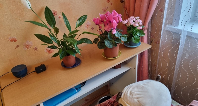 Хватит винить осень: названы три причины желтых листьев герани — исправила за день, и растение ожило