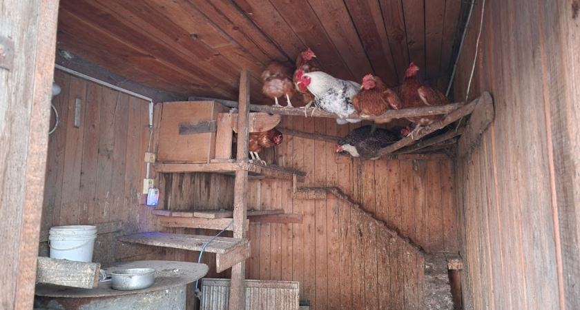 1 горсть в корм — и несушки дают яйца как безумные: восполняем авитаминоз кур в феврале и марте