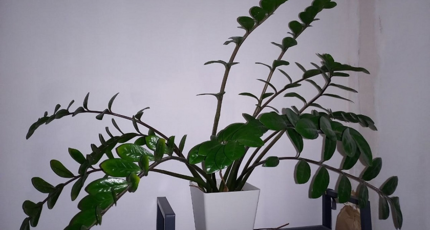 Даже трухлявая палка покроется листвой - вот как полить замиокулькас в октябре