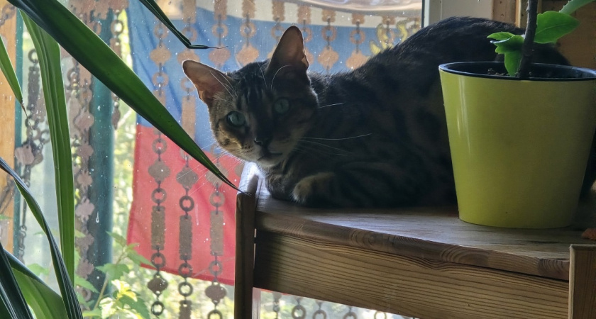 10 пород кошек, которые преданнее любой собаки - не променяют хозяина даже на колбасу