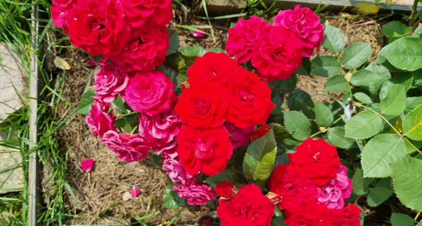 Раньше боялась черенковать розы осенью: попробовала этот метод — и теперь у меня целый розарий из одного куста