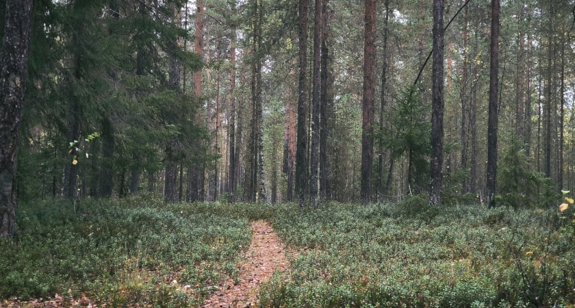 В усольском лесу обнаружили загадочный котлован