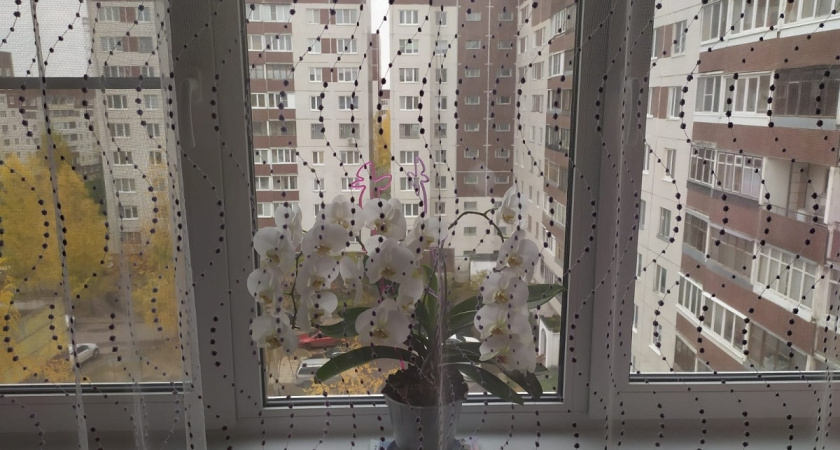 Старые шторы отбелятся без химии и станут как новые: соседка поделилась способом с солью и уксусом