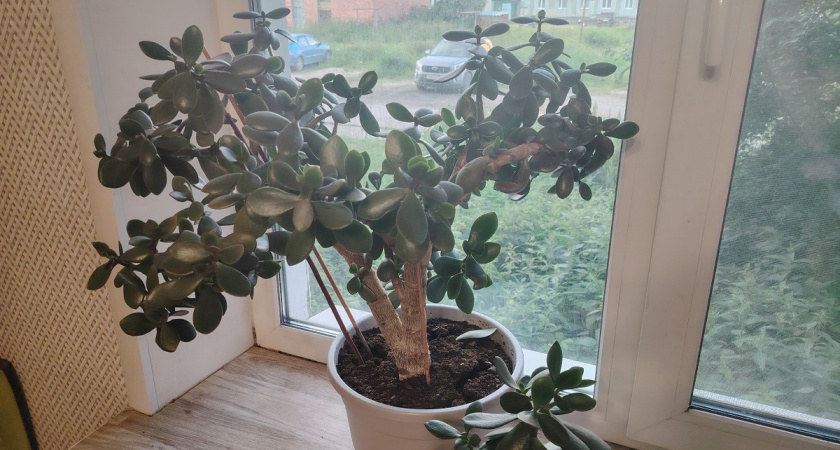 1 таблетка - и денежное дерево вымахает до потолка: подкармливаем 1 раз, а цветет весь год