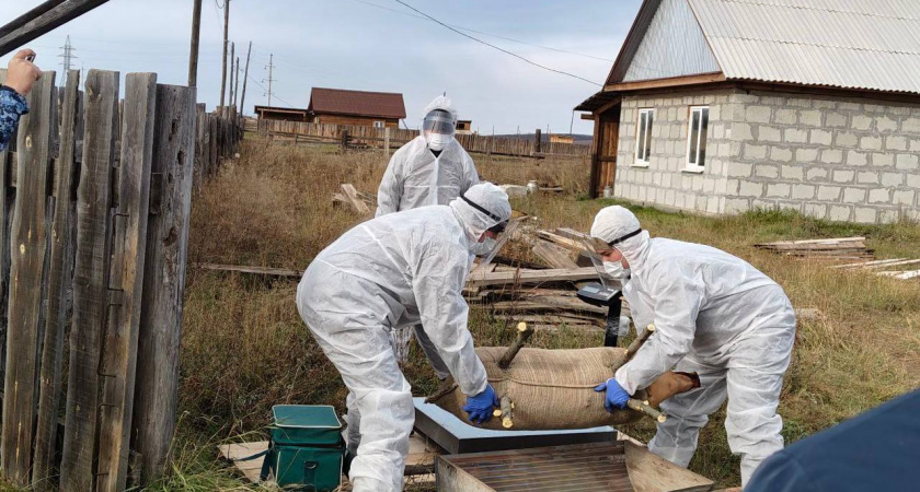 Ветеринары Иркутской области ликвидировали очаг чумы свиней