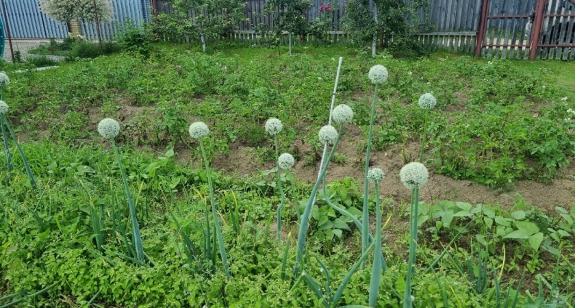 Сажаю в ноябре на огороде 3 «особых» культуры, а весной собираю урожай гораздо раньше соседей