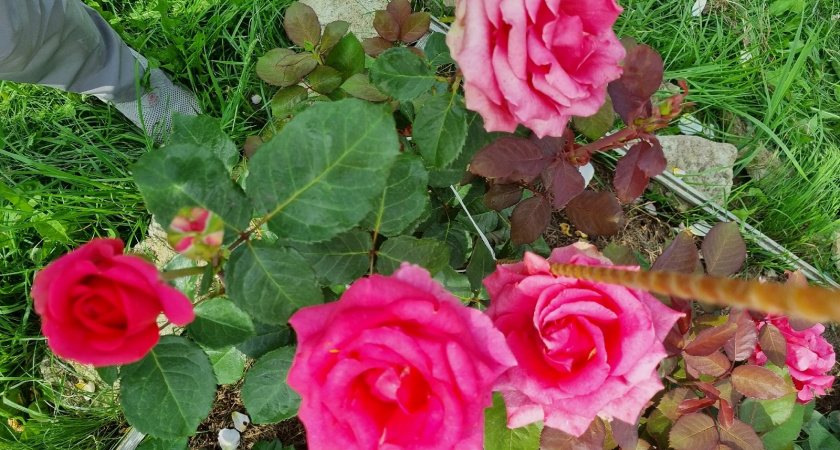 Укрываю розы в октябре: кусты больше не вымерзают и не выпревают под укрытием - 5 проверенных способов