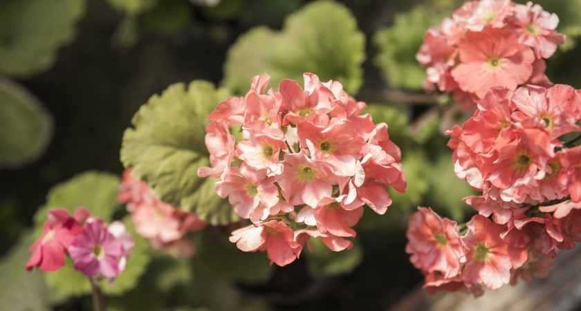 Листья герани желтеют не от старости — растение подаёт тревожный сигнал: вот как распознать