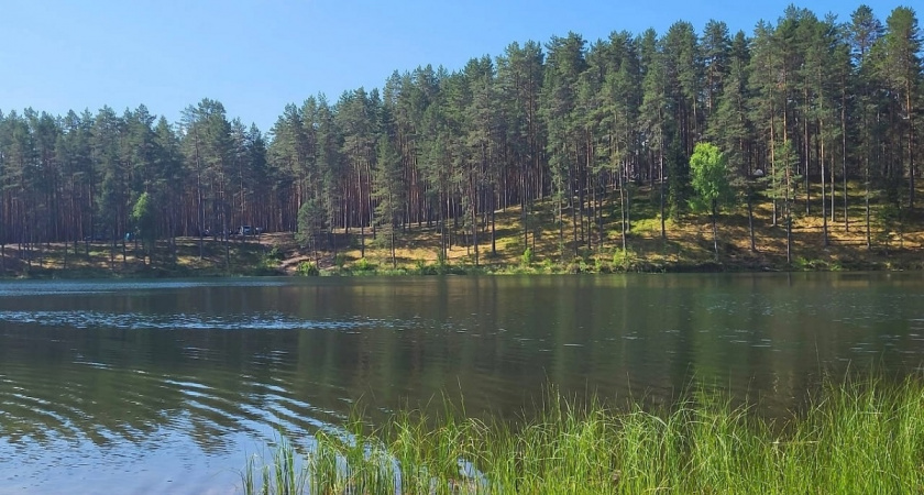 У нас мусор - у них настоящее сокровище: зачем Китай вывозит из России сосновые иголки