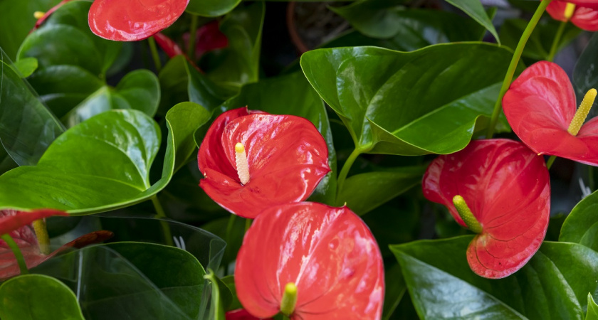 Смешиваем кору и мох – и даже ленивый антуриум активно цветет: 3 уходовых хитрости