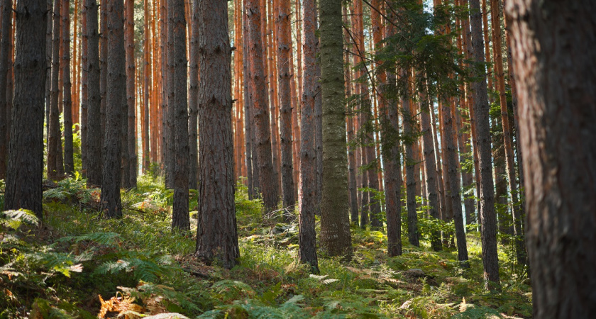 Посетила хваленые Кондуки. Действительно ли здесь так красиво и живописно - честный отзыв