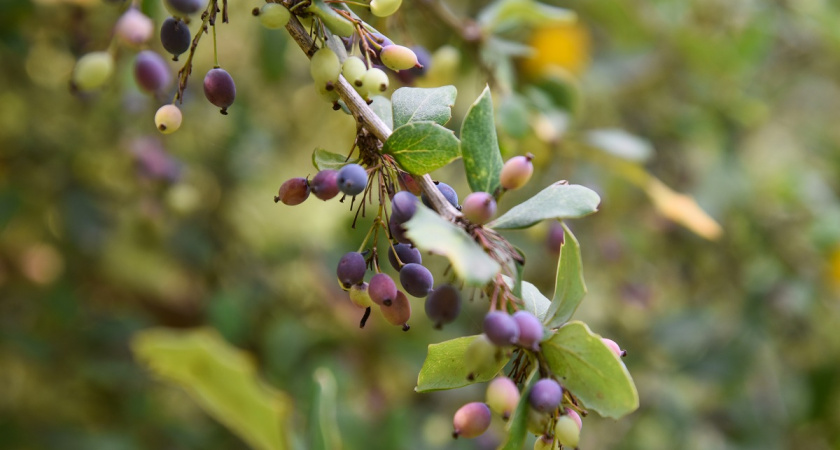 Сильный иммунитет и щедрый урожай: осенний уход за жимолостью - 3 простых хитрости