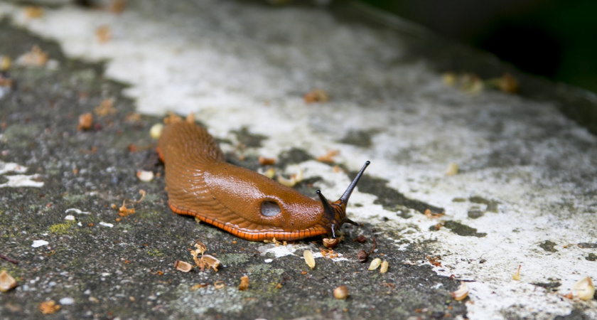 Осенняя борьба со слизнями: одно простое средство навсегда решит проблему с вредителями в саду