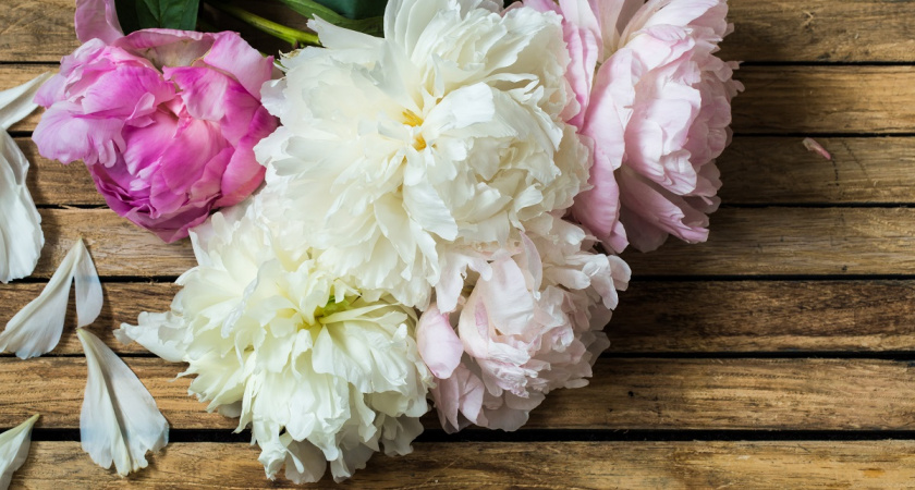 Пионы — как прожорливые дети: чем их накормить осенью, чтобы не подвели в мае