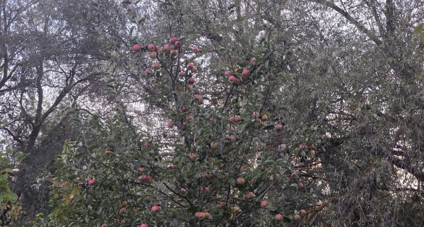 Осенняя обрезка яблонь — эти ветки режу смело, а эти трогать нельзя: так делал еще мой дед — теперь яблоки мешками собираю