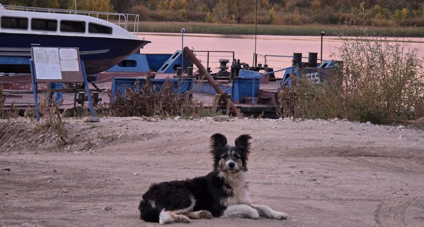 Собака-мерзляка: эти породы мерзнут даже в 0°C - осенью на улицу не вытащишь