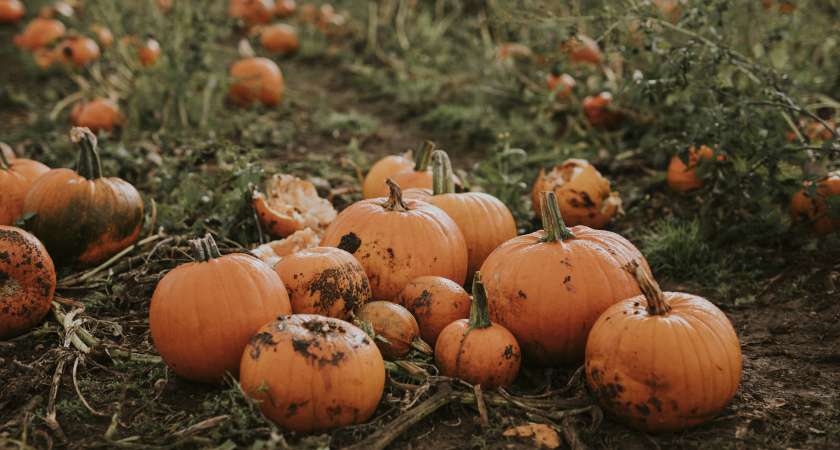 В Иркутской области нетрезвые мужчины устроили тыквенный переполох