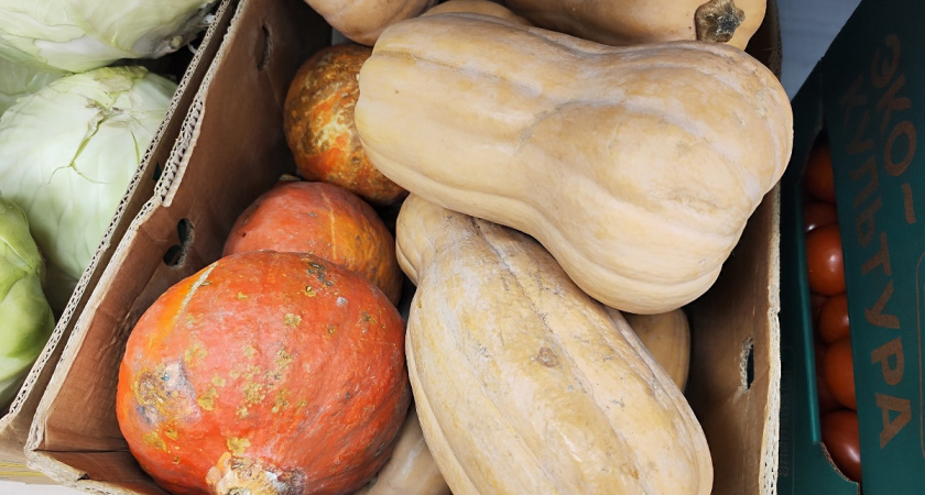 Агрономы дали ответ на частый вопрос: когда убирать тыкву с грядки — 4 верных признака