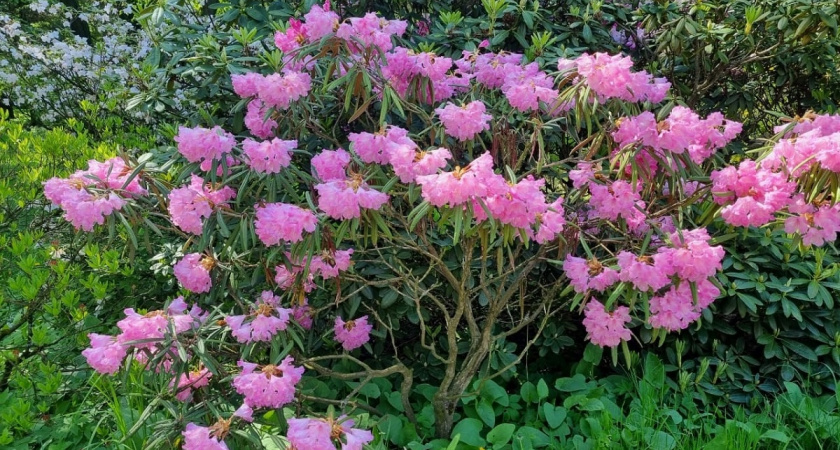 Октябрьская посадка многолетников: 5 сортов, которые гарантированно взойдут следующей весной