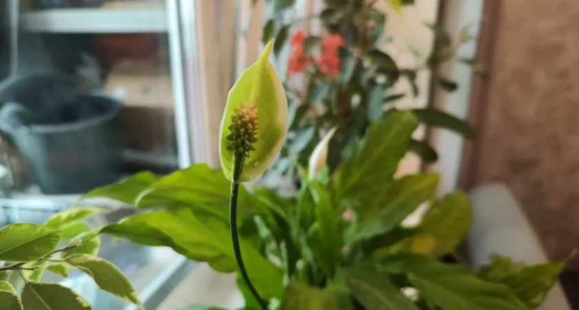 2 мл на 1 литр воды — и спатифиллум не узнать: сидит под облаком белых цветов — круглые сутки выдает бутоны