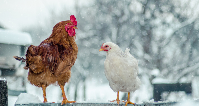 Даже в морозы куры будут нестись, как из пулемёта — все яйца крупные и крепкие: вот 3 важных шага, которые нужно сделать для несушек