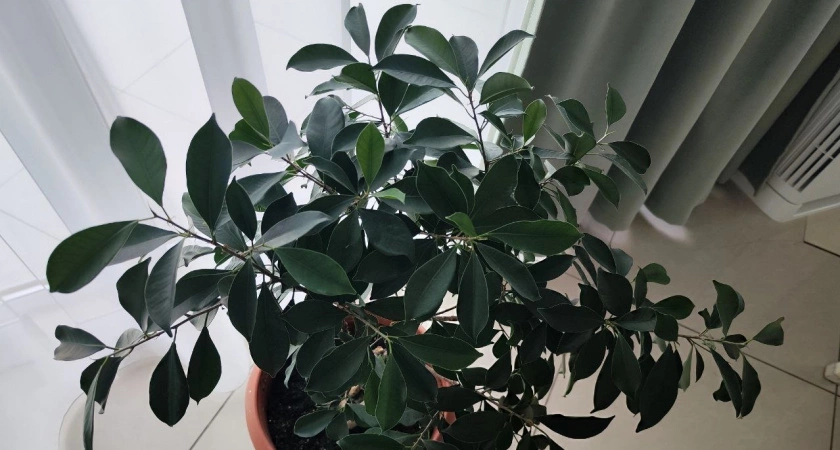 Найдено идеальное место: вот куда надо поставить фикус – и зеленью порадует, и богатство притянет