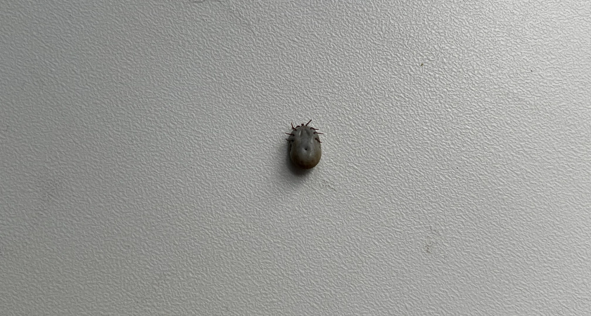 В Иркутской области клещевой энцефалит унес жизни двух человек