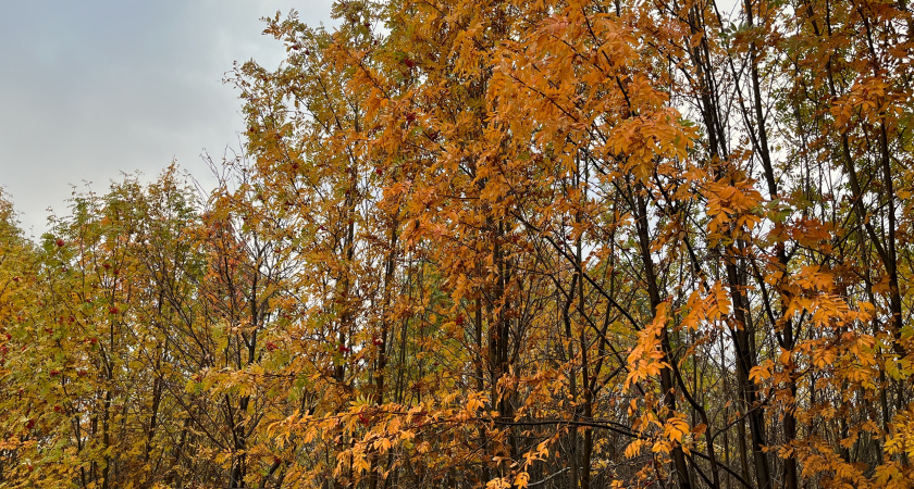 В Иркутской области ожидаются морозные ночи и переменная облачность