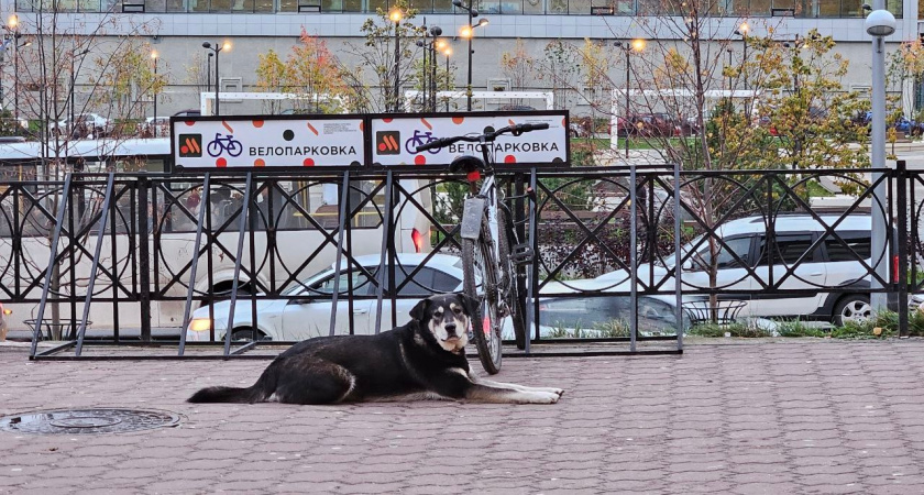 В Иркутской области приют для собак планируют перенести ради строительства Дома молодёжи