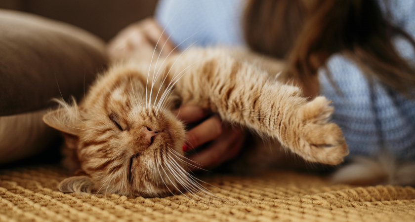 Учёные выяснили, каких людей на самом деле любят кошки, и дело тут не в еде