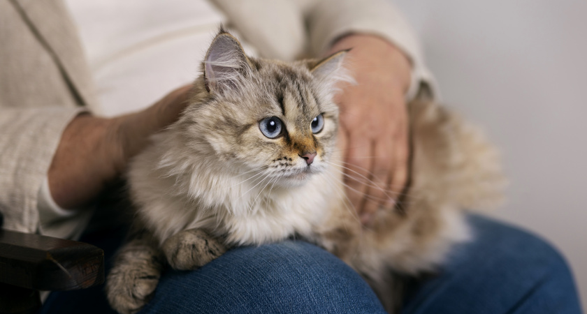 Почему кошка топчет вас лапками: 5 причин этой милой кошачьей привычки