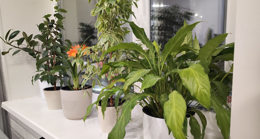 Не цветы, а ниндзя: выживают без воды, света и ухода — 3 растения для забывчивых и занятых хозяев