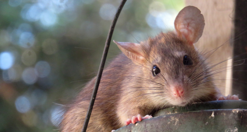 Опрокинула 2 стакана — крысы удирают от запаха, как зайцы: один хитрый фокус дачников не вредит ни людям, ни животным