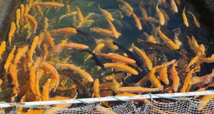 В Иркутской области выделили 4 миллиона рублей на поддержку рыбоводных хозяйств