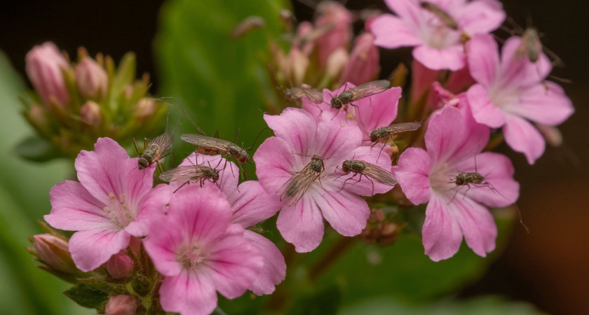Мошки в цветах больше не появятся: их отпугнет не мыло и не сера, а вот что