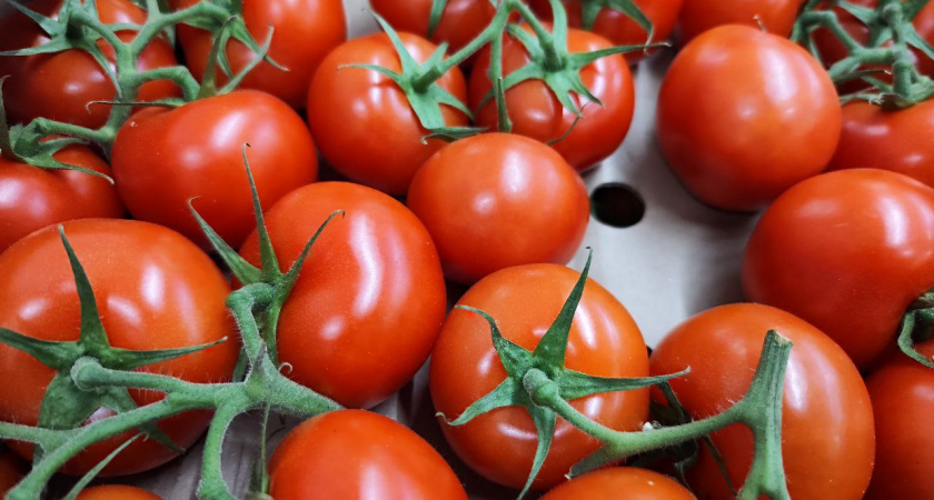 Не томат, а настоящий хит: 13-15 кг на квадратный метр помидоров — время расхватывать семена пришло