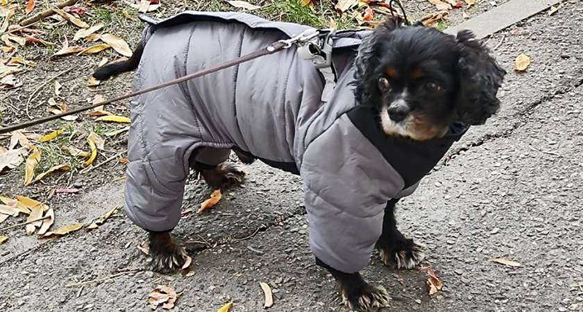 Любят своих хозяев до беспамятства: четыре породы собак, которые будут с вами везде