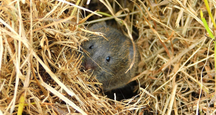 Почему, несмотря на сетки и кошек, в домах россиян полно мышей, а у финнов их нет, хотя раньше они тоже страдали?