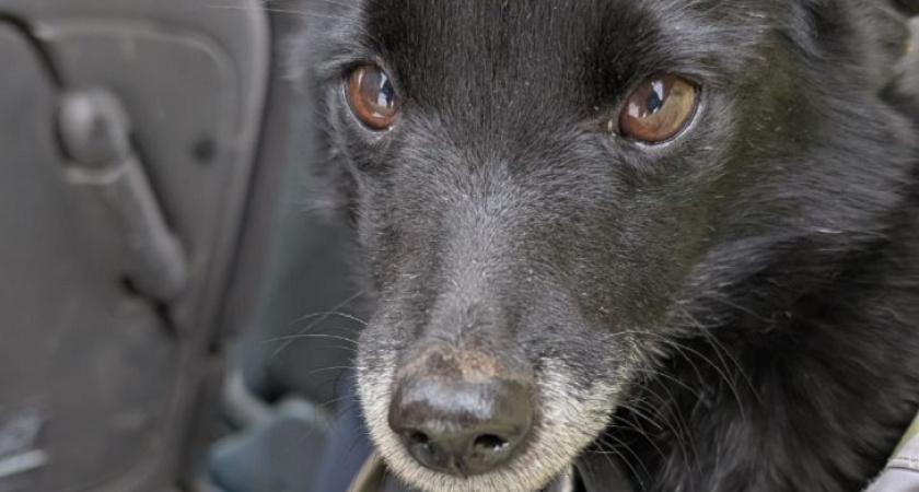 В Иркутской области спасли собаку от издевательств детей