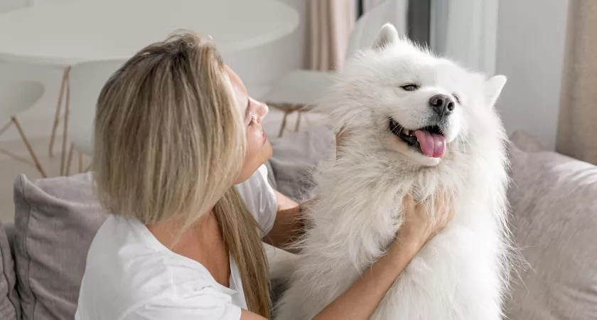 Почему собаки обожают, когда их гладят — вот что чувствует ваш питомец